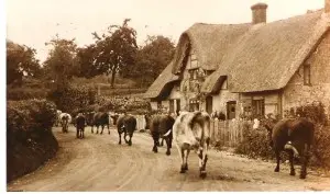 FMVAS1228 Cattle on the A350 passing Collyers Cottage